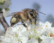 230px-Plumpollen0060.jpg