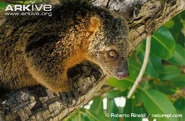 Close-up-of-bear-cuscus.jpg (93 kB)