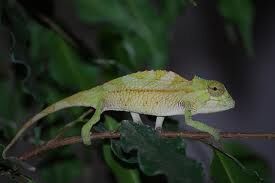 Chamaeleo cristatus.jpg