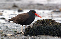 Blackish-Oystercatcher-0005.jpg