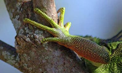 Iguanas-caracteristicas.jpg