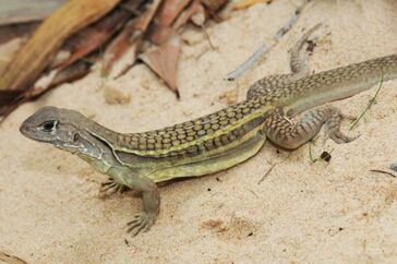 Self-cloning-lizard (1).jpg
