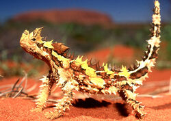 Moloch horridus diablo australiano