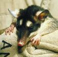 PhilanderOpossum2 O.jpg