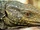 Lagarto Jumping Human