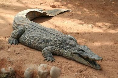 Huge Crocodile in Zoo 600.jpg