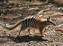 220px-Numbat.jpg