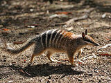 Numbat