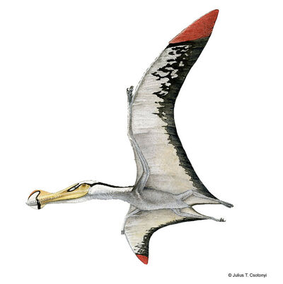 Mm-anhanguera-illustration-big.jpg