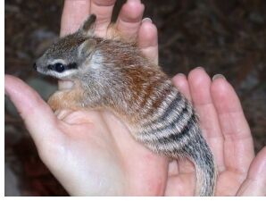 Numbat20in20handta2.jpg