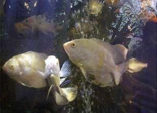Piraña.jpg
