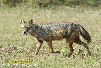 Canis-aureus--canis-aureus-sakal.jpg