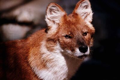 Cuon-alpinus.jpg