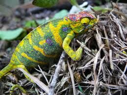Furcifer-minor.jpg