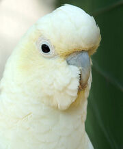 2509080943 cacatua00