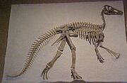 Claosaurus yale.jpg