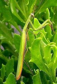 Mantis-205x300.jpg