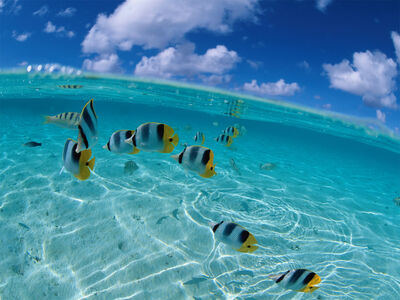 Peces tropicales.jpg