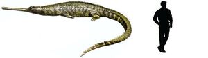 Teleosaurus.jpg
