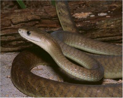 Mamba negra.jpg
