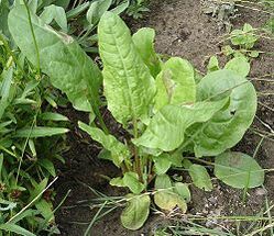 250px-Rumex acetosa cultivar 01