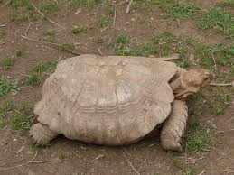 Tortuga Africana de Espuelas
