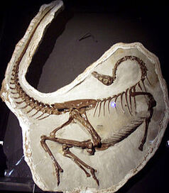 250px-Ornithomimus edmontonicus.jpg