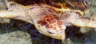 Tortuga bastarda.jpg