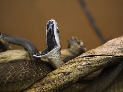 Mamba negra boca abierta.jpg