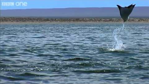 Baile aéreo de mantas raya