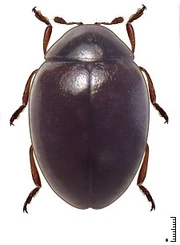 Coccidophilus citricola2