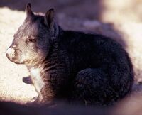 153 Southern Hairy-Nosed Wombat Lasiorhinus latifrons