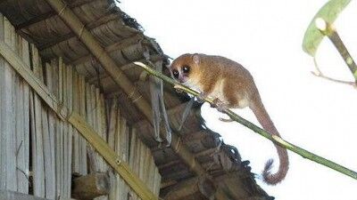 Lemur-raton-madagascar.jpg 400.jpg