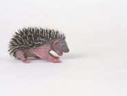 Stocker-les-hedgehog-young-3-4-days-old-erinaceus-europaeus