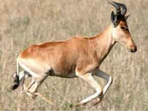 Bubal-hartebeest-tm.jpg