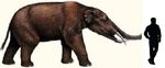 Gomphotherium