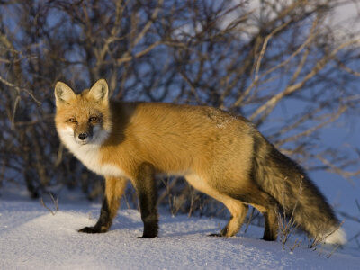 Milse-thorsten-redfox-vulpes-vulpes-churchill-hudson-bay-manitoba-canada.jpg