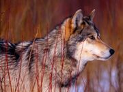 Lobo-gris.jpg