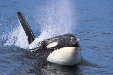 Mythical-creature-23.jpg