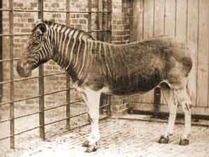 Quagga.jpg