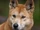 Dingo