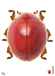 Exoplectra ruberrima