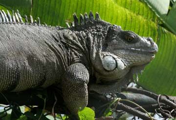 Iguana facts.jpg