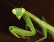Mantis religiosa.jpg