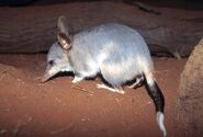 Bilby (2)