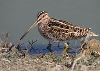 Csnipe