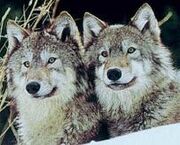 Lobos.jpg