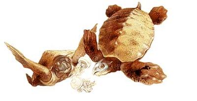 Archelon2.jpg