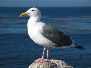 Gaviota