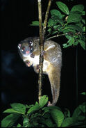 Pseudochirops-archeri.green-ringtail-possum.bt-pseuarch